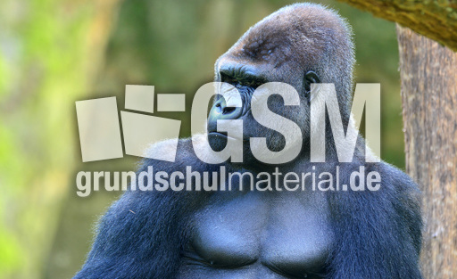 Silberrücken (4).jpg